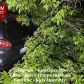 В Киеве на Подоле дерево упало на припаркованные машины
