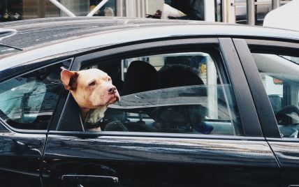 На месте водителя сидел питбуль. В США полицейские после погони задержали мужчину, который "учил собаку водить машину"