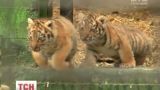 В Одесі відвідувачам зоопарку вперше показали амурських тигренят