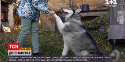 Новости Украины: 9-летний аляскинский маламут ищет дом после смерти хозяйки