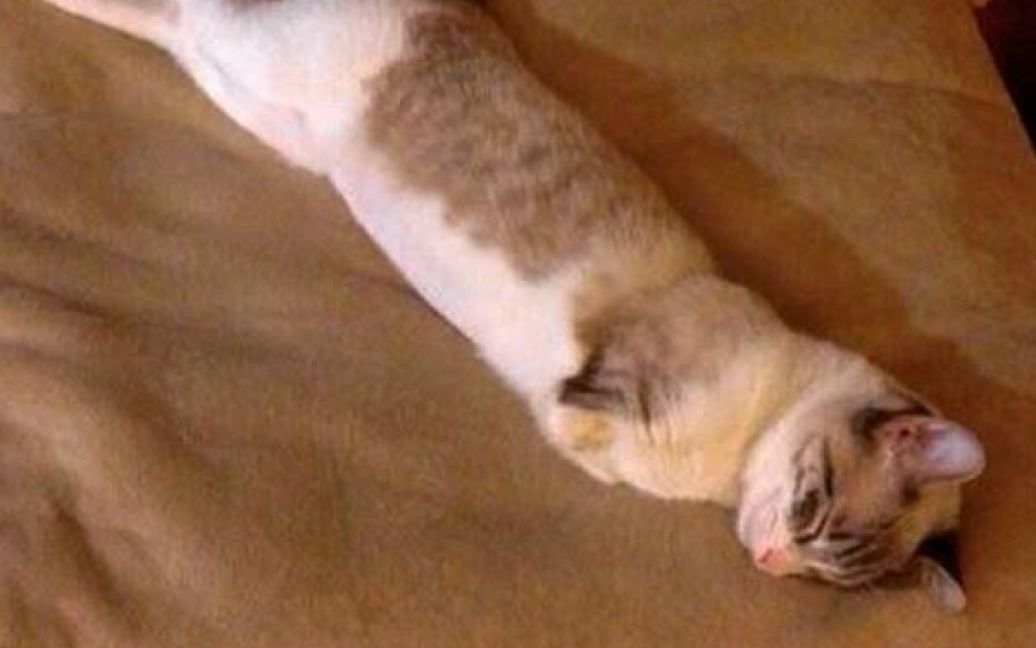 Котик Ру любить гратися та стрибати на задніх лапках / © instagram.com/lilbunnysueroux