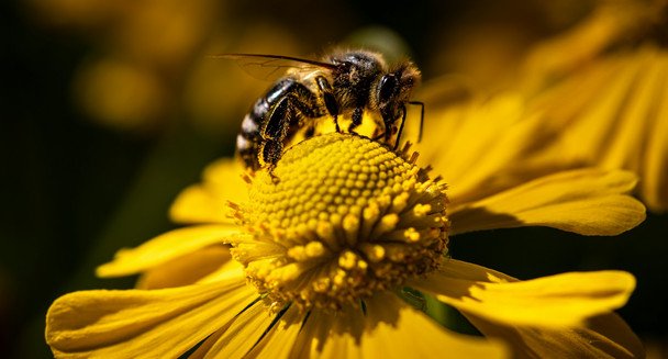 13 серпня бджоли літають низько, гудуть — чекайте на дощ / © unsplash.com