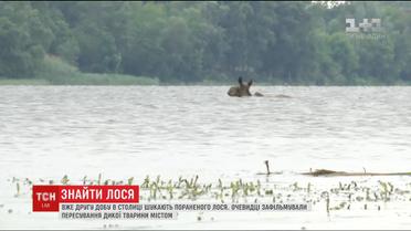 У Києві другу добу шукають пораненого лося