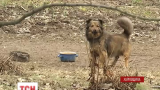 П'ятьох жителів Люботина на Харківщині покусали бродячі пси