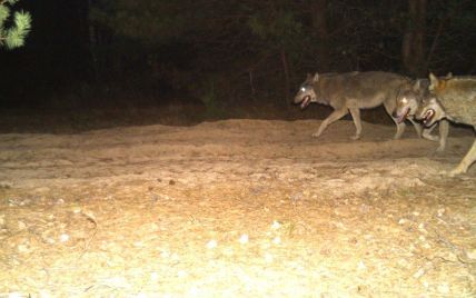 У Чорнобилі зграя вовків потрапила до фотопастки