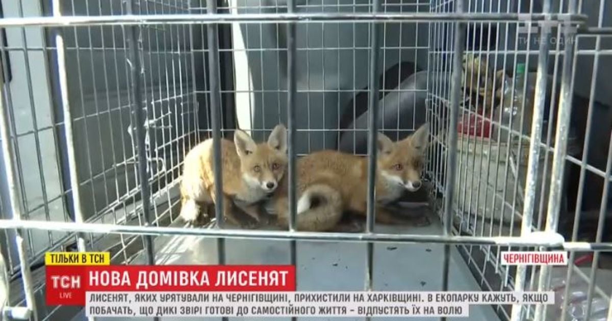 Спасенные лисята из капкана получили новый дом и готовятся к возвращению в дикую природу