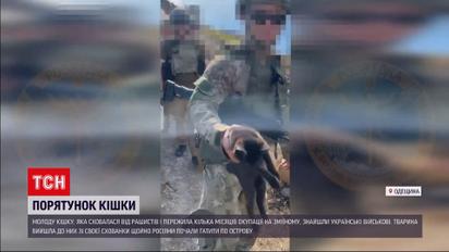 На Змеином обнаружили документы россиян и украинскую кошку Сару