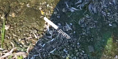 Екологічна катастрофа: у Дніпрі стався масовий мор риби (відео)
