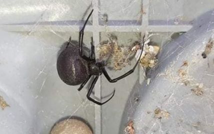 Под Одессой мужчина обнаружил в своем дворе самого ядовитого в мире паука (фото)