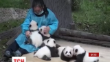 У Китаї відкрили вакансію обіймача панд