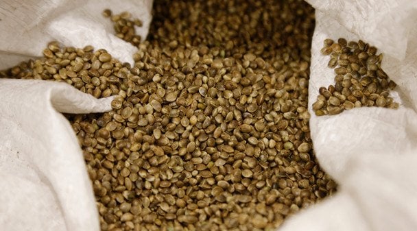 Насіння конопель / © Associated Press