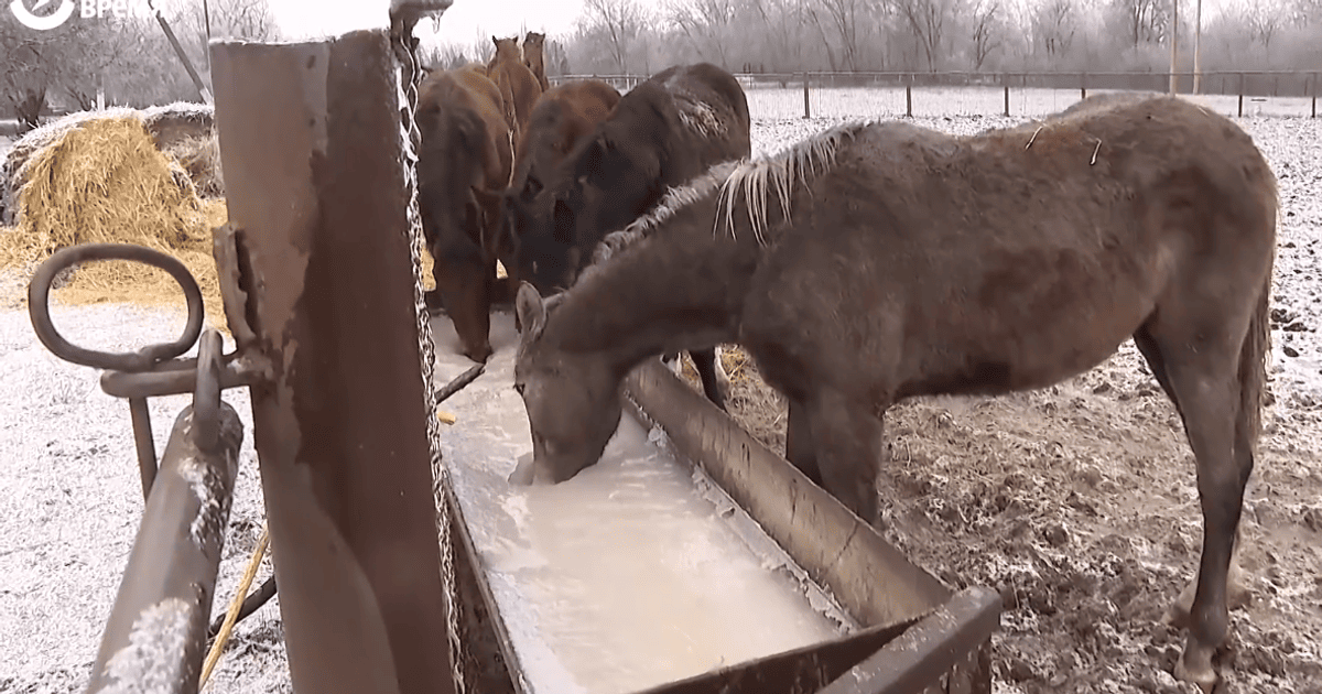 Эвакуационные машины не могут вывезти коней из прифронтовой зоны.