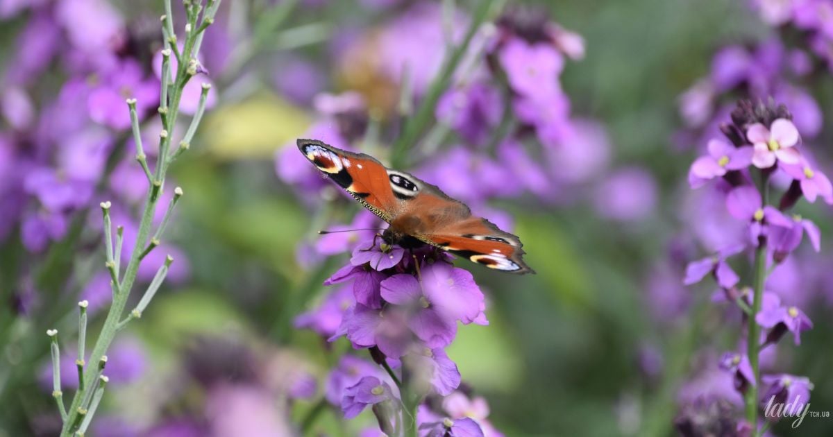 Гороскоп на 15 липня для всіх знаків Зодіаку
