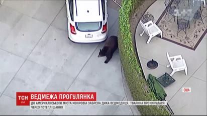 Медведица бродила по улицам американского городка и пугала людей
