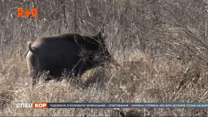 Дикие кабаны атакуют и наносят немалый ущерб крестьянам в Херсонской области