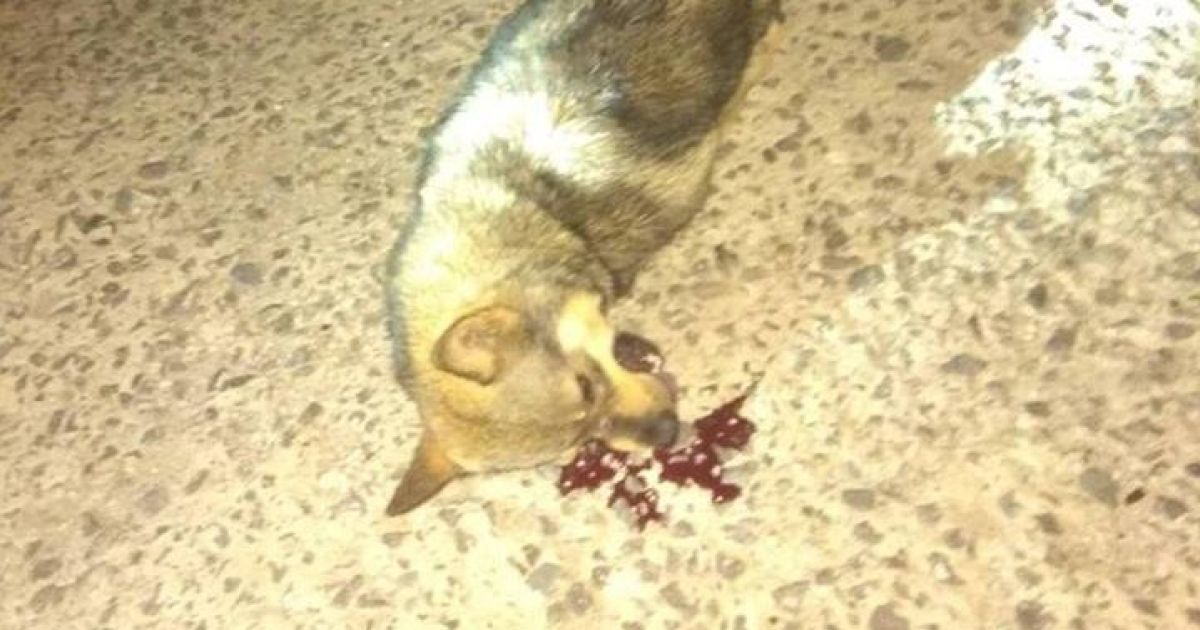 В Хмельницком мужчина выбросил собаку с 9-го этажа — зоозащитники