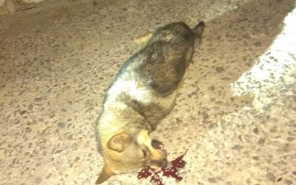 В Хмельницком мужчина выбросил собаку с 9-го этажа — зоозащитники