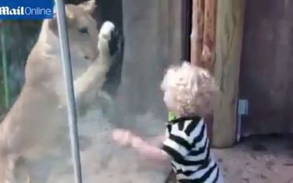 Пользователей Сети растрогали милые игры льва и маленького мальчика в зоопарке