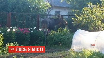 Во Львове дикий лось забежал на частный двор и смертельно поранился