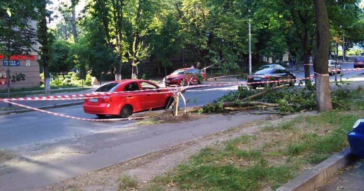 дерево