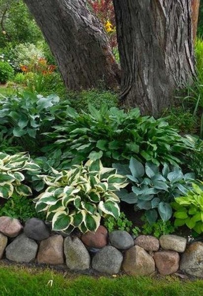 Багаторічники для тіні