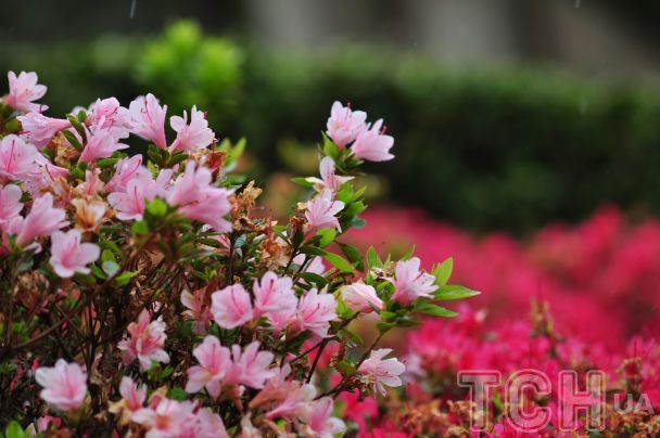 Азоалия / © Credits