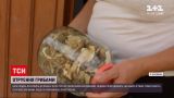 Новини України: на Буковині ціла родина потрапила до лікарні, наївшись власноруч зібраних грибів