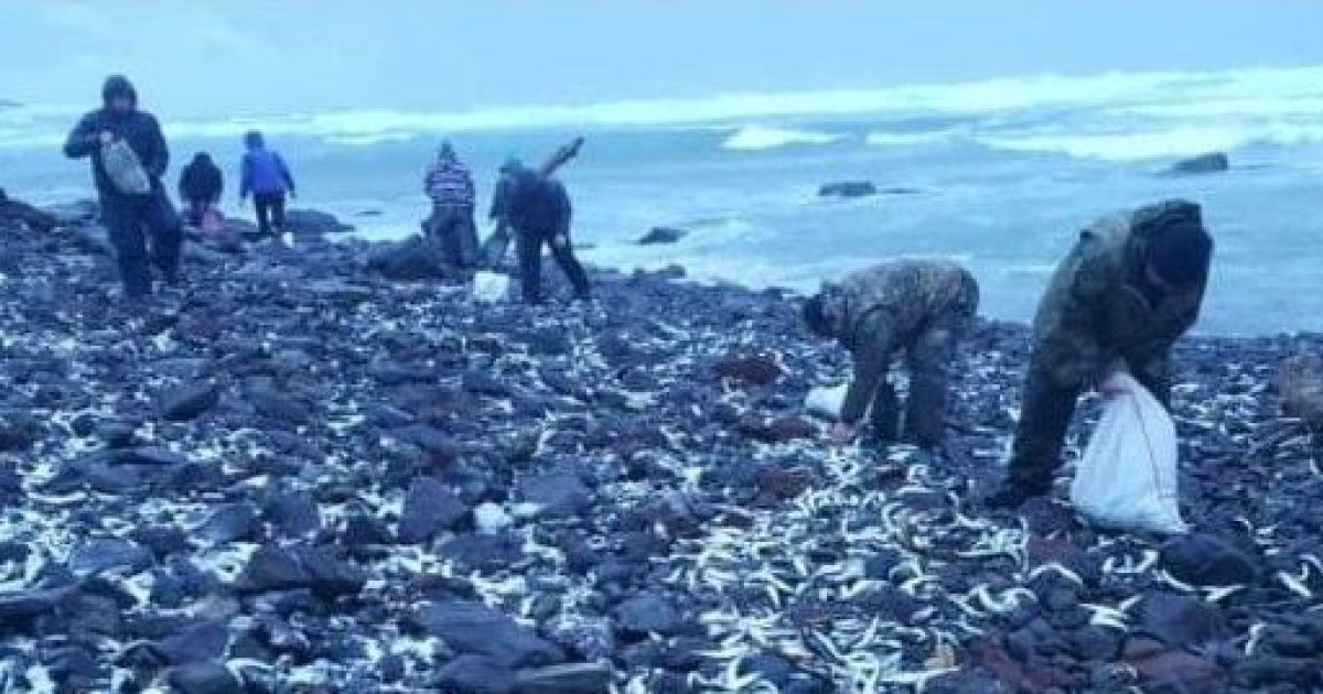 Свято наближається. На Курилах берег завалило оселедцем, люди збирають мішками