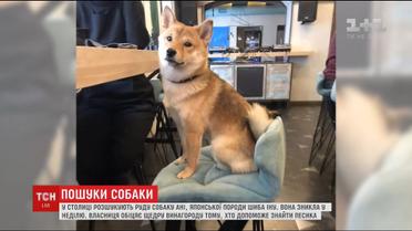 У Києві люди піднялись на пошуки песика японської породи шиба-іну