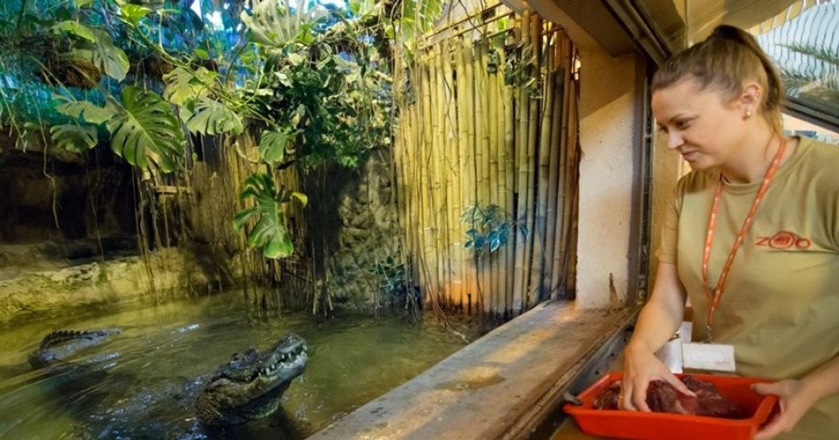 Аллигаторка Марта. Фото: Zoo Płock