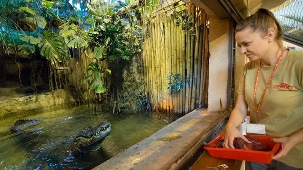 Найстарша тварина Європи незабаром відсвяткує день народження: скільки виповниться довгожительці