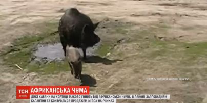 Африканская чума свиней в Запорожье: гибнут дикие кабаны