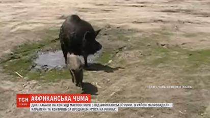 Африканская чума свиней в Запорожье: гибнут дикие кабаны