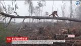 В Індонезії орангутан намагався зупинити бульдозер, який валив дерева