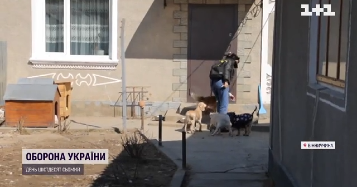 Волонтер из Винницы приютила у себя 30 брошенных животных из "горячих" точек, теперь ищет им хозяев
