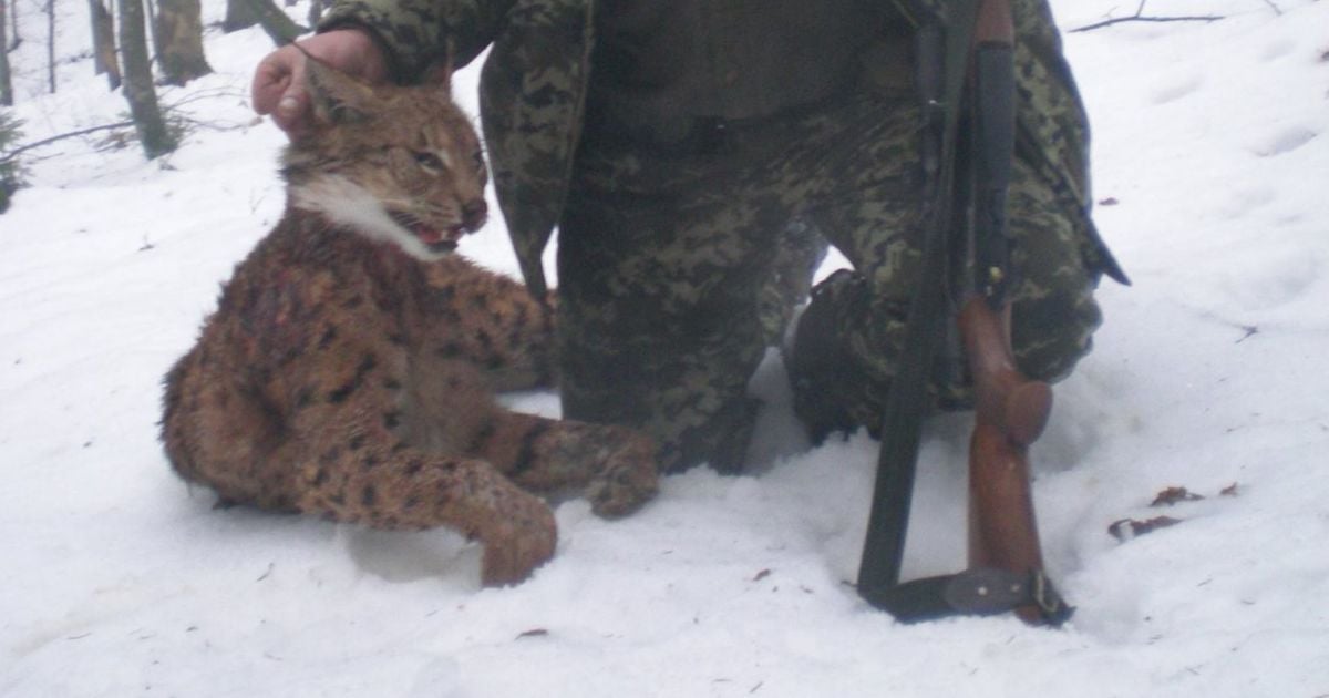 рись_1 / © Небайдужа Рахівщина