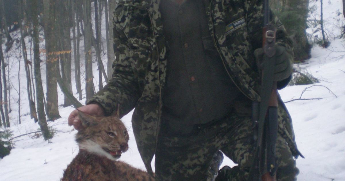 рись_2 / © Небайдужа Рахівщина