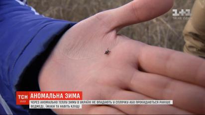 Из-за аномально теплой зимы в Украине просыпаются раньше медведи, ежи и даже клещи