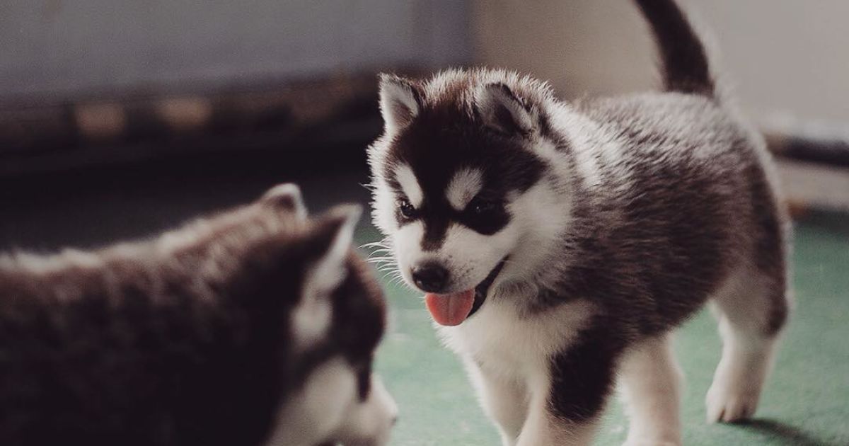 Девушка заинтересовалась этой породой три года назад / © Instagram.com/@erikaeasy