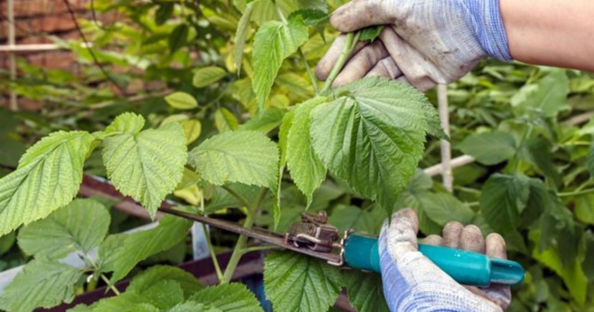 Зачем обрезать малину осенью