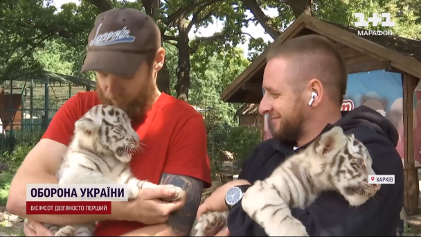Тигренята