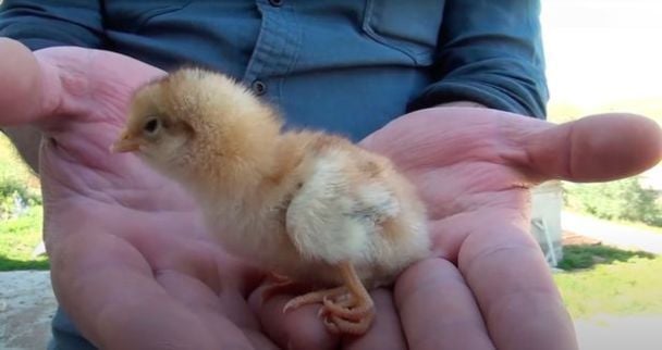 У Туреччині народилося курча з чотирма лапами / © Newsflash