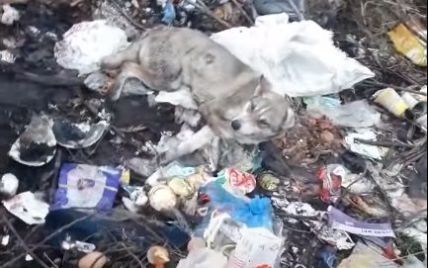 Жестокое избиение собаки на Львовщине: выжило ли животное, которое выбросили на помойку (видео)
