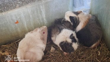 РФ вдарила безпілотником по зоопарку у Харкові_3 / © ДСНС