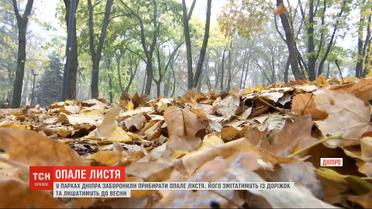 Горсовет Днепра принял решение о запрете уборки опавших листьев