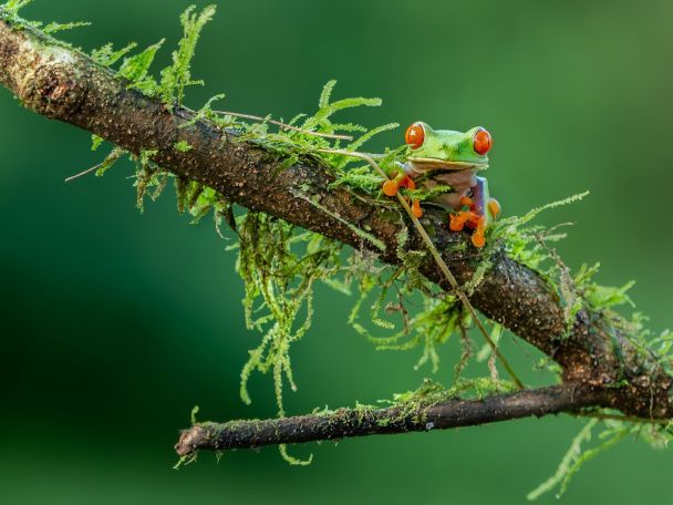 20 июня лягушки прыгают по траве к дождю. / © Unsplash