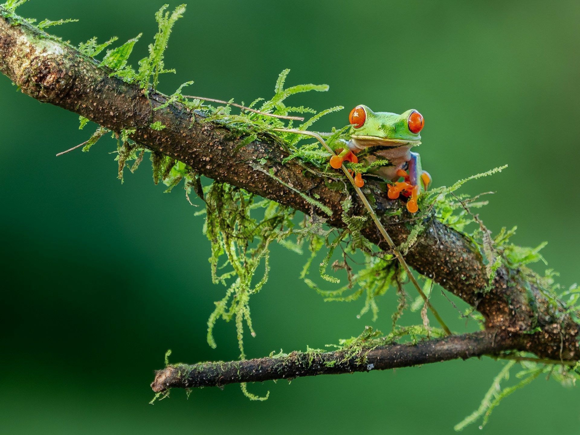 20 червня жаби стрибають по траві до дощу / © Unsplash