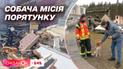Возвращение украинских четвероногих спасателей из Турции
