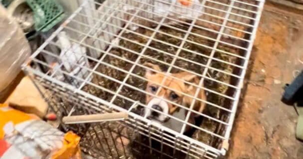 У Бучі власник розплідника влаштував собакам справжнє пекло / © facebook/Андрій Нєбитов