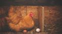 Ученые назвали, что было первым — курица или яйцо
